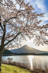 朝光に輝く