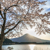 朝光に輝く