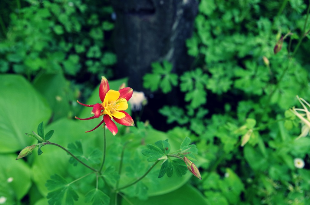 紅一点