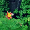 紅一点