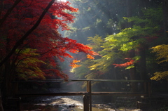 朝陽に照らされて