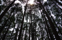 真っ直ぐに、太陽へ