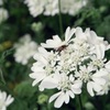 蜜集め
