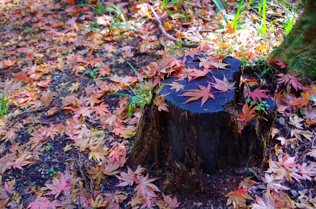 切り株と紅葉