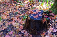 切り株と紅葉