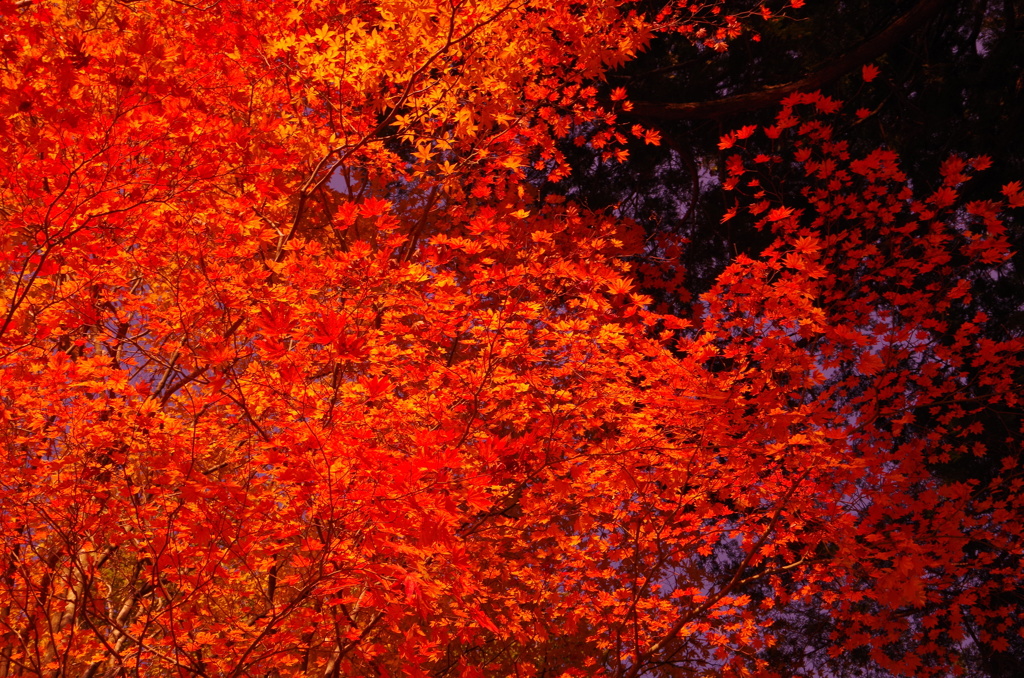 燃える紅