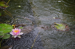 水連と雨