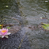水連と雨