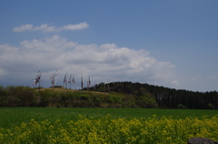 朝霧の初夏