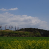 朝霧の初夏
