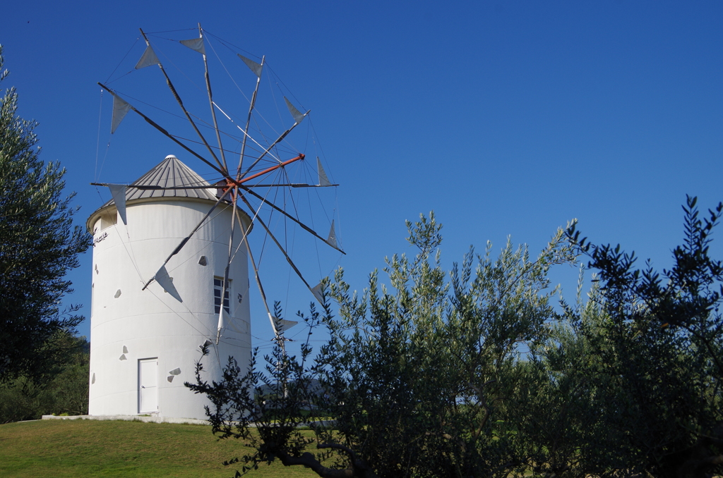 オリーブと風車