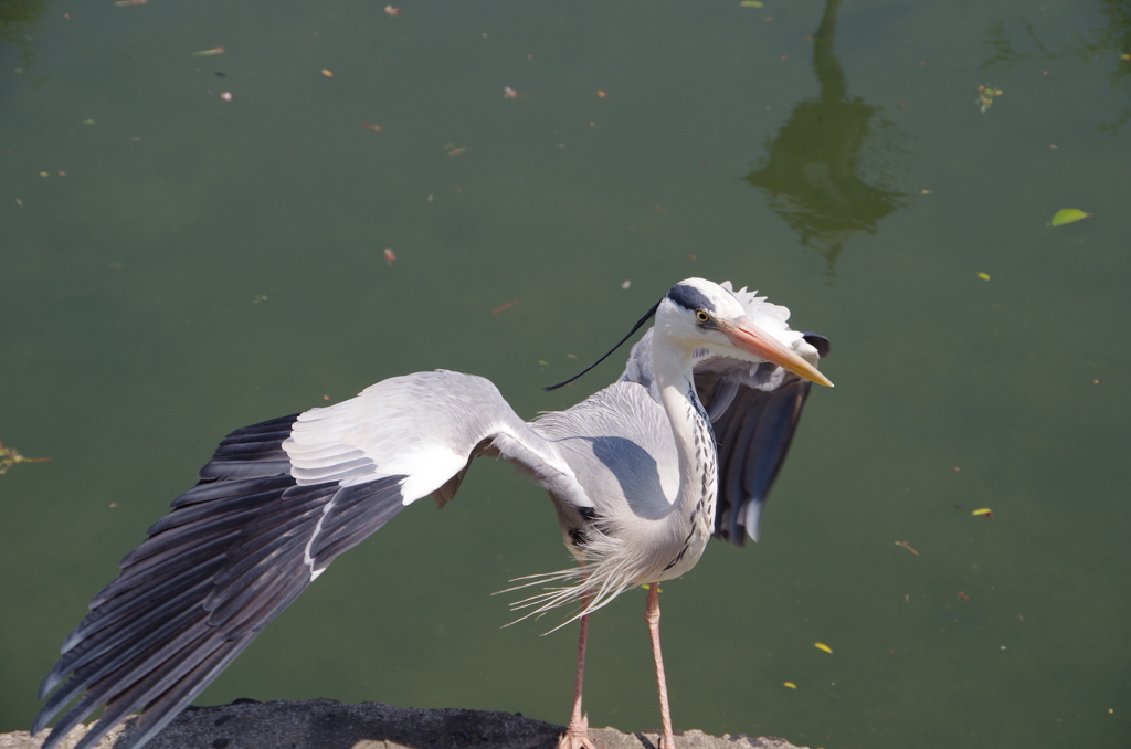 倉敷のアオサギ