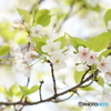 コロナの中会社の桜