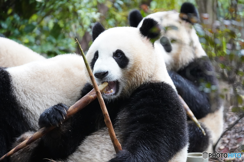 成都大熊猫繁育研究基地8