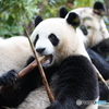 成都大熊猫繁育研究基地8