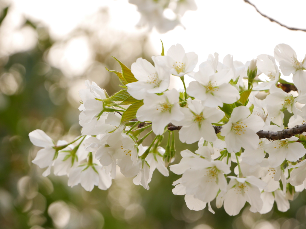 中国の桜