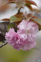 中国の八重桜