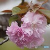 中国の八重桜