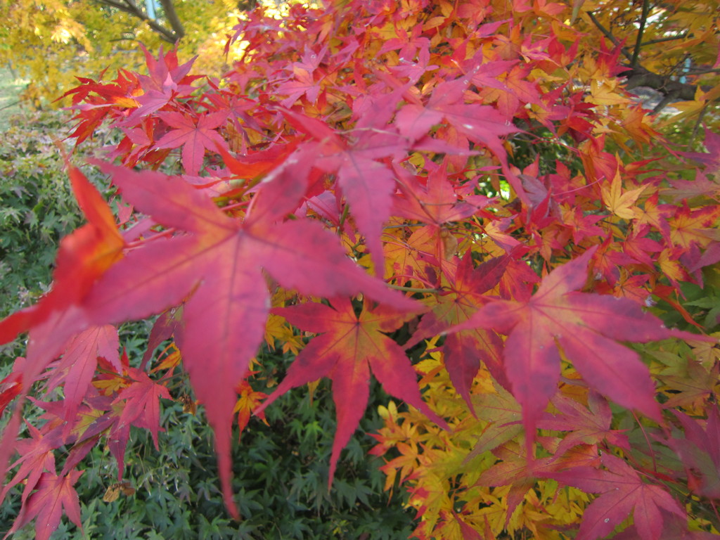 近所の紅葉２