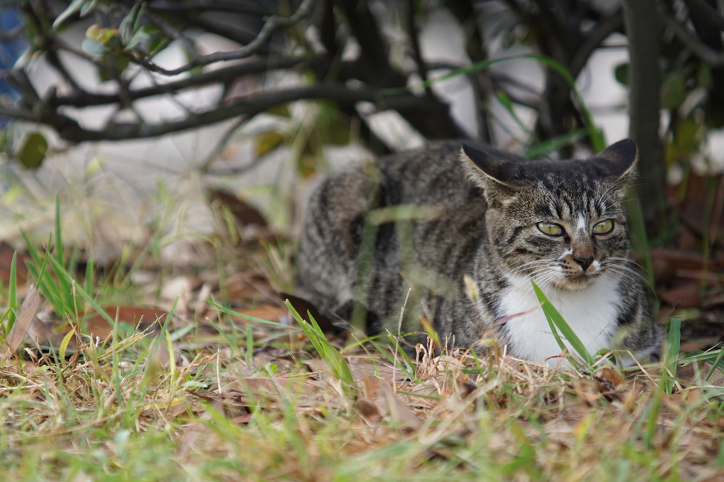 羽田猫　ひと休み