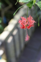 風鈴仏桑花