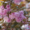 春爛漫