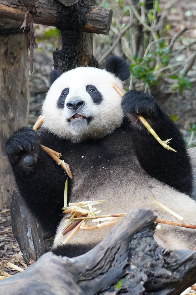 成都大熊猫繁育研究基地5