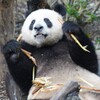 成都大熊猫繁育研究基地5