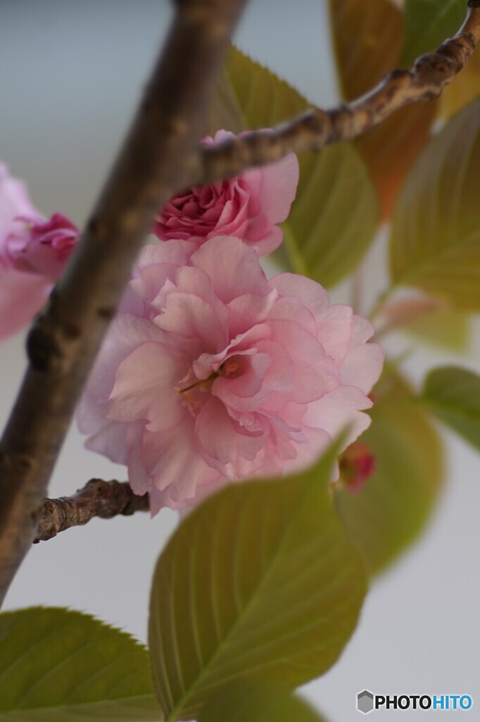 八重桜