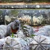 阿育王寺古山門のリス2