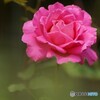 薔薇一輪