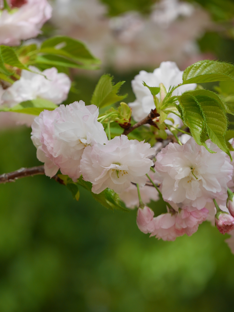 八重桜