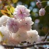 白からピンクへ