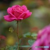 薔薇が咲いた