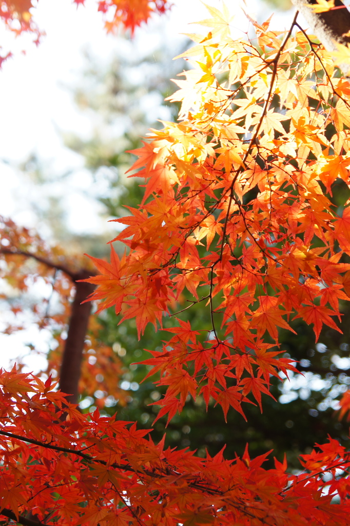 縮景園の紅葉２