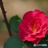 薔薇も八重咲！