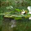 陽明公園の蓮