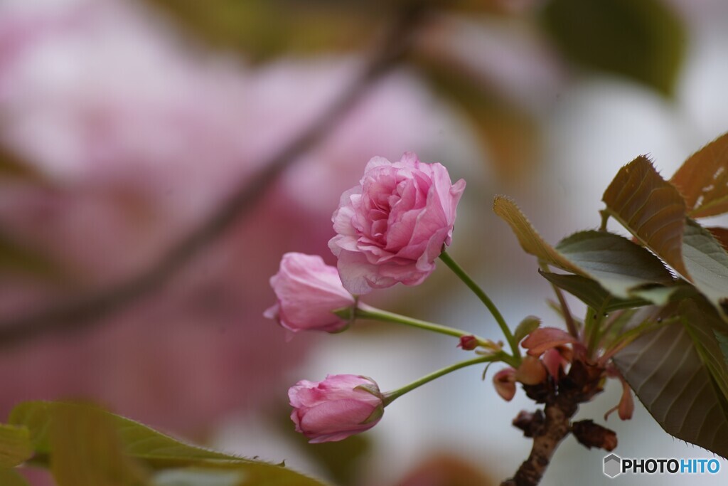 薔薇のよう