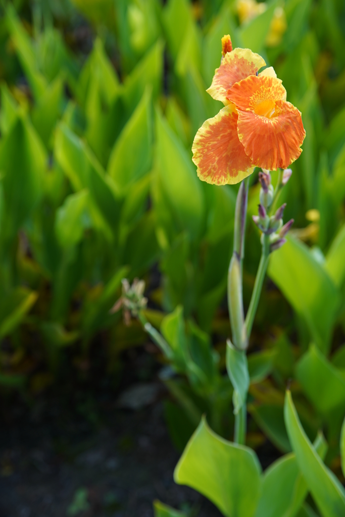 花菖蒲