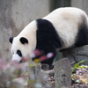 成都大熊猫繁育研究基地2