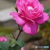 薔薇の季節