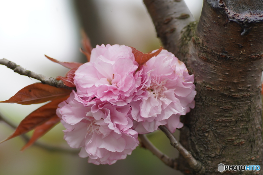 中国の八重桜２
