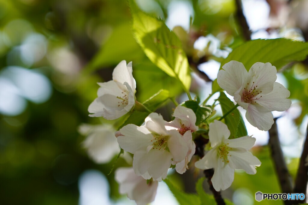 4月、桜の季節です