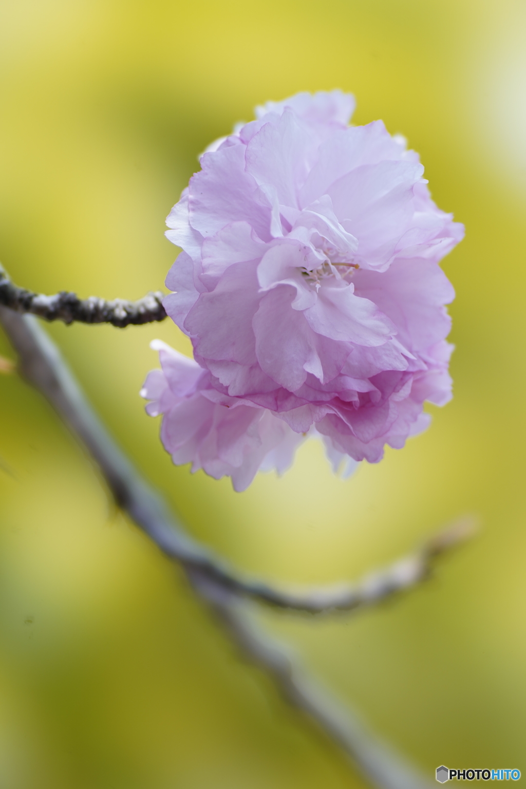 八重桜