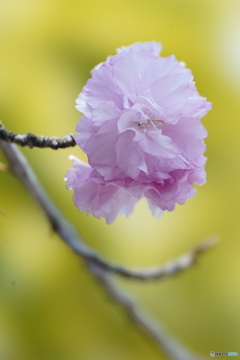 八重桜