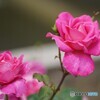 薔薇の季節になりました