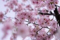 梅を撮りに行ったら桜が咲いていました