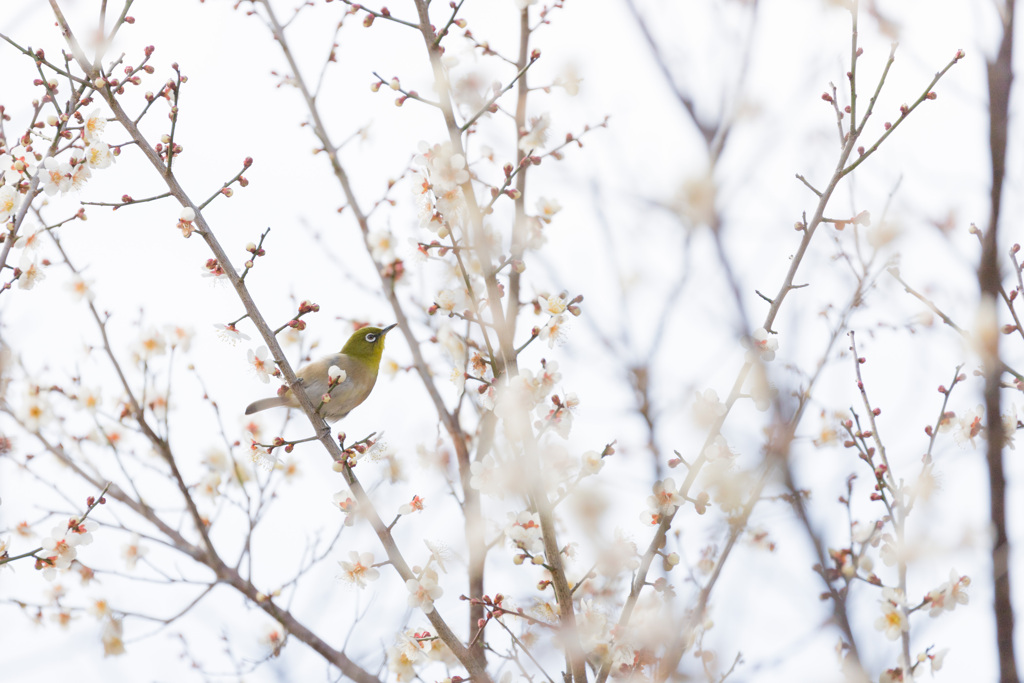 Warbling white-eye in my garden