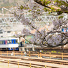 智頭線と桜