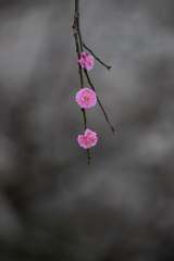 綾部山梅林